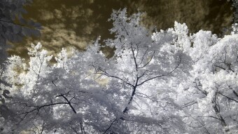 Curving tree over the creek - Infrared Photography