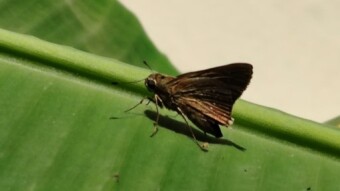 Moth insect photography