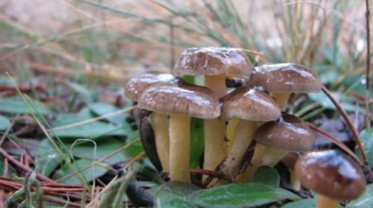 Mushrooms occurring in Europe - Hygrophorus hypothejus