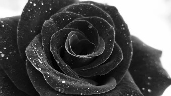The World of XPILAR - B&W PHOTOGRAPHY AND ART CONTEST WEEK #50- 20STEEM/14SBI in prizes! - Submissions post