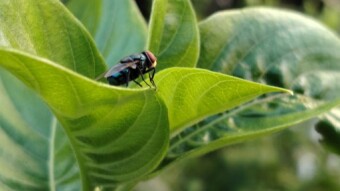 Flies photography.