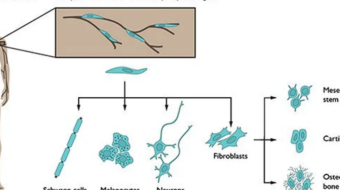 Hints of Regeneration