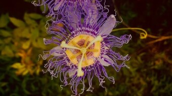 Passiflora Incarnata