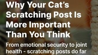 Why Your Cat’s Scratching Post Is More Important Than You Think