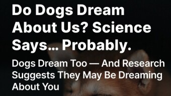 Do Dogs Dream About Us? Science Says… Probably.