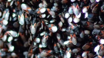 We are Many! We are Legion ! MACRO Love <3