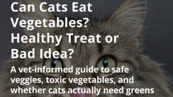 Can Cats Eat Vegetables? Healthy Treat or Bad Idea?