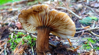 Lactarius lignyotus - little-known edible mushrooms