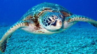 Turtle