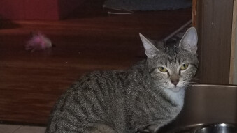 Seriously. If your cat's in heat, DO NOT play anything by Prince.