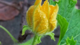 Flower Photography.