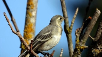 White Wagtail (Motacilla alba) which likes the company of people very much