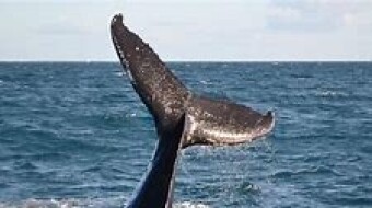 Sound of Whales Two by Will Jones