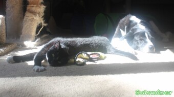 Stretched out in the sun