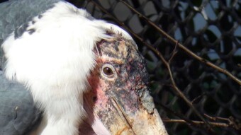 I am an African marabou, my name is Marek and I am probably 48 years old - Silesian ZOO