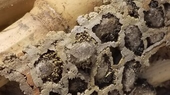 Harvesting Mason Bee cocoons