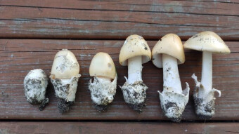 Some controversial mushroom species in my kitchen