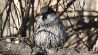 Ways to maintain hygiene - common sparrows