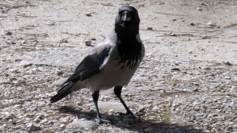 The crows dominate, the rest of the birds are in the background