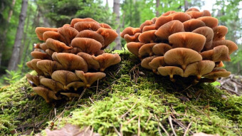 Rain-loving summer fungi - Beech rooter and Sheathed woodtuft