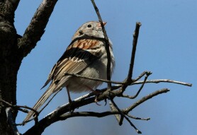 My Hobby of Bird and other Wildlife Photography From My Travels Around the Eastern United States