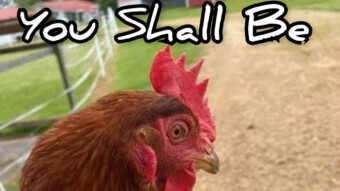 You Shall Be A... uhm.. Chicken Today