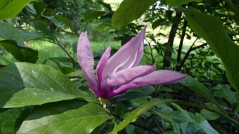 Shrub that blooms twice a year - Nigra or purple magnolia (Magnolia liliflora)