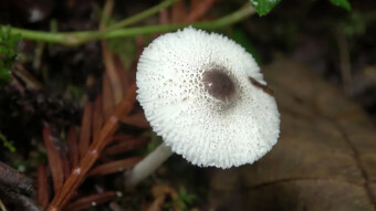 Skullcap dapperling - a beautiful little mushroom resembling a Jewish skullcap