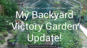 Update On My Backyard 'Victory Garden'