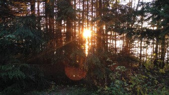 Fairy forest dream