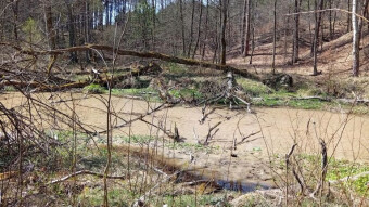 Beautiful forests and rivers of the Kraków-Częstochowa