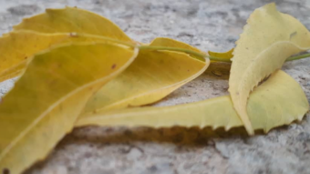 Dead leaves (photographs)