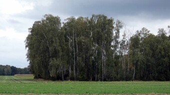 The rural, flat landscapes of the Lublin region dominate - My Actifit Report Card: September 15 2024