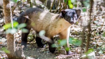 Yellow-throated Marten - Wildlife