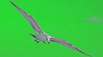 Green Sky