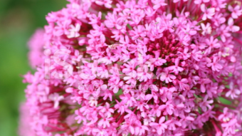 Valerian