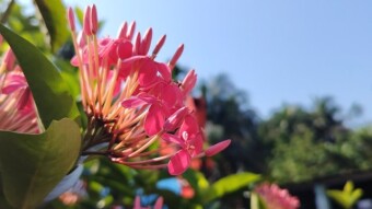 Ronggon flower photography