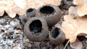 Devil's urn - an interesting mushroom with a demonic name