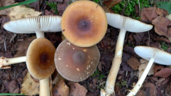 Reddish brown toadstool (amanita fulwa) - Edible toadstools in summer