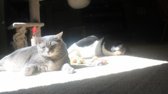 Tesla and Luci laying in the sunny spot