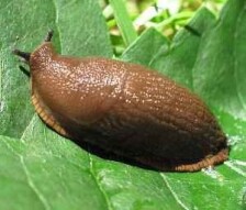 The Enigma Of The Snails