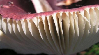 Mushrooms occurring in Europe - Russula queletti