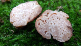Underground edible mushrooms of Europe - Hydnotrya tulasnei