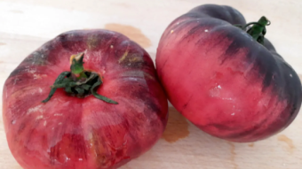 Blue tomato