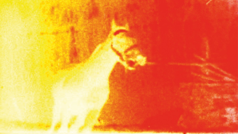 Berlin Horse/Fabulous Dream