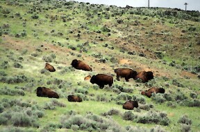 Thermopolis Buffalo - Photo Salvage - Wondrous Wyoming