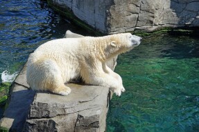 Have you ever known any spirit bears?