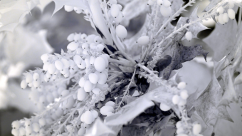Ultraviolet and Infrared Photography - Leatherleaf Mahonia with fruit