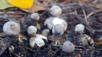 Beautiful minimalism, Geastrum minimum