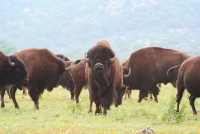 Bison are dairy animals